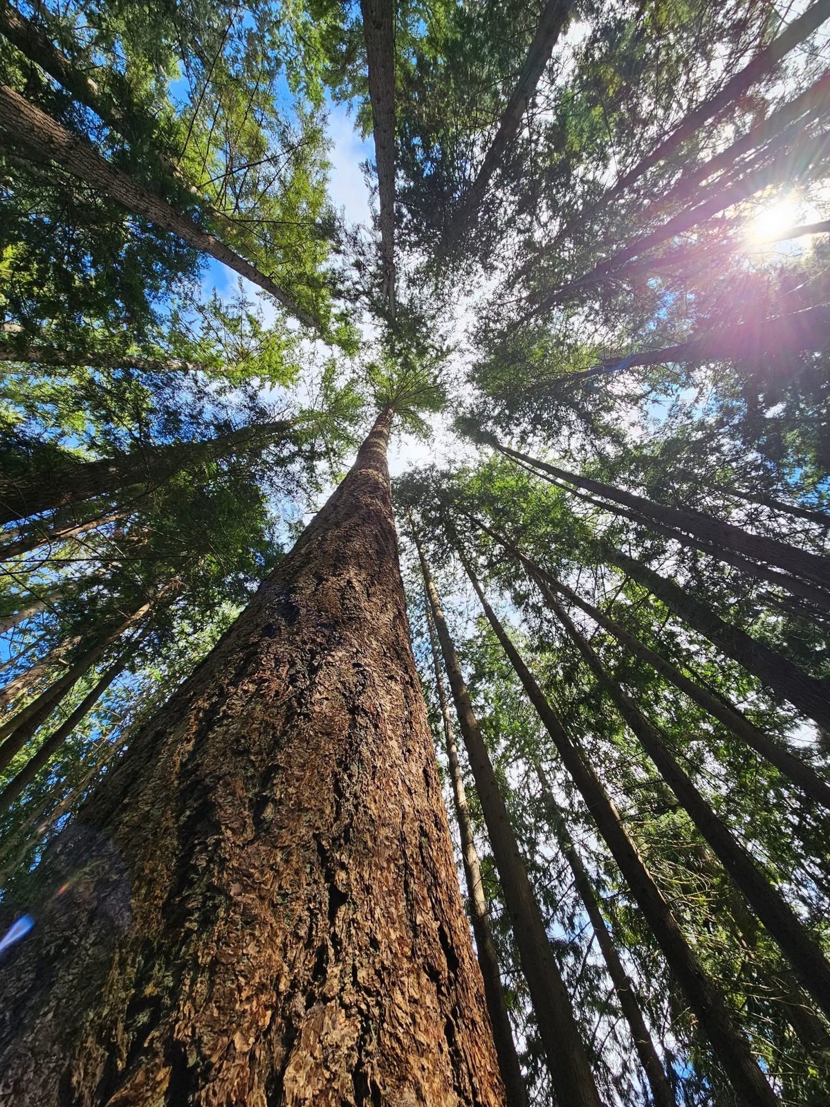Looking up the trunk of a tall evergreen into a sunlit canopy.